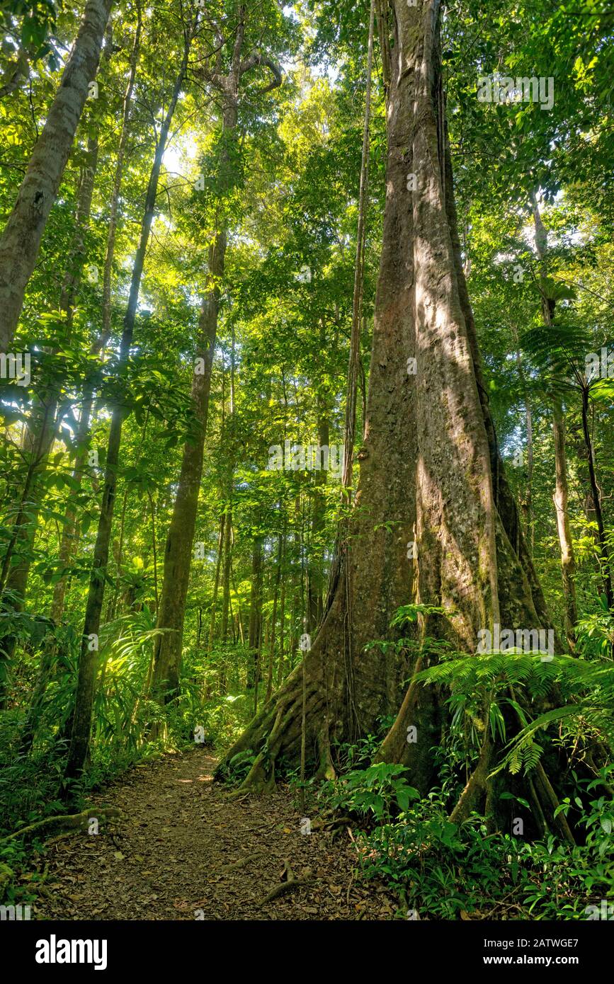 Vieux arbres dans le parc national de Syndicate Forest, Dominique, Caraïbes orientales. Février 2017 Banque D'Images
