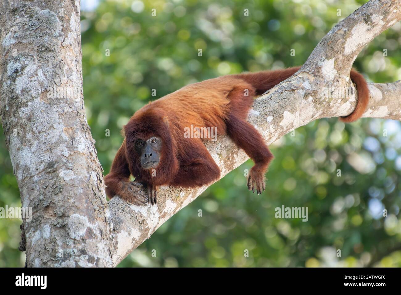 Howler rouge bolivien (alouatta sara), zone protégée de Pampas del Yacuma, Bolivie Banque D'Images