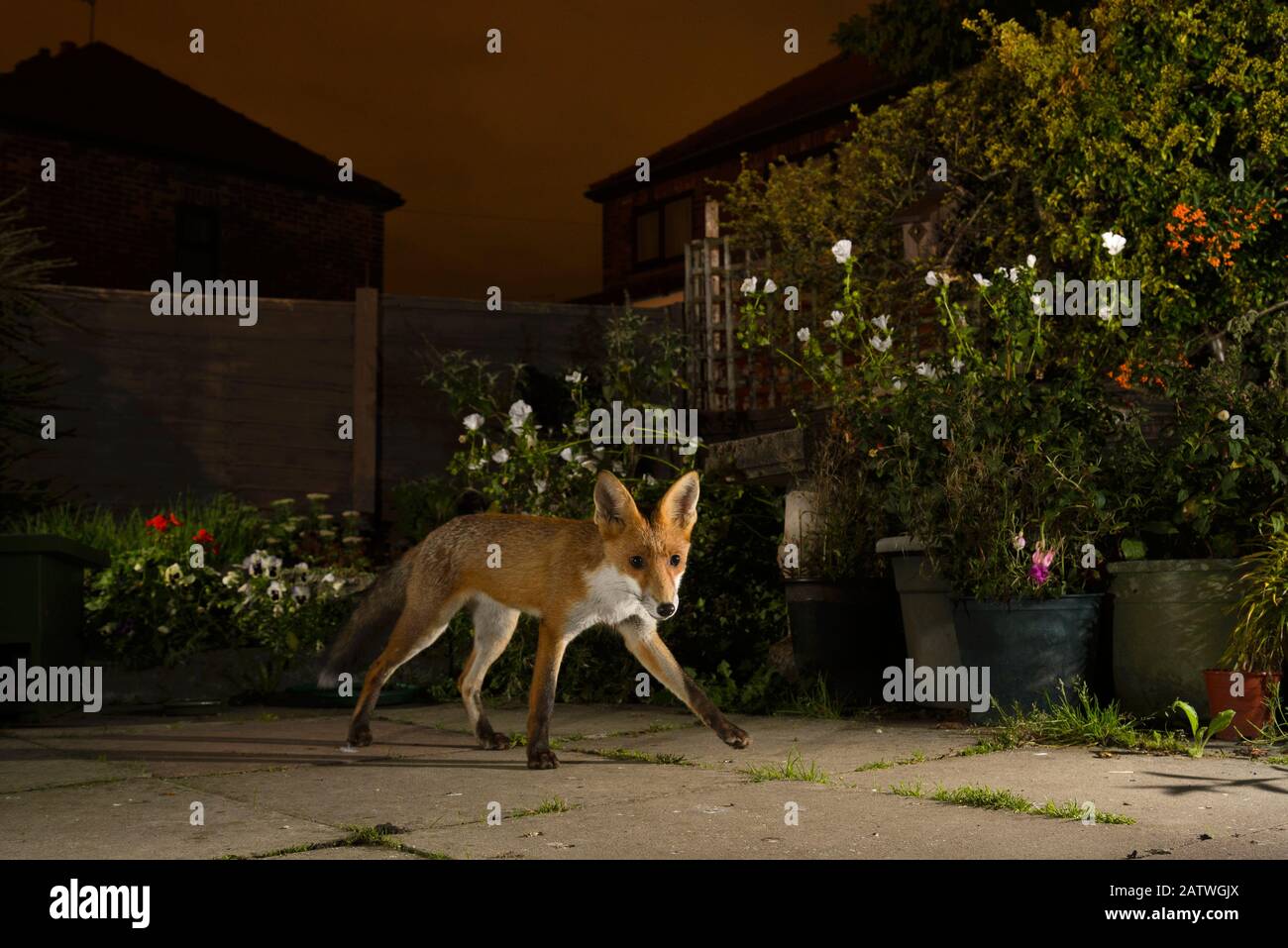 Renard rouge (Vulpes vulpes), dans le jardin urbain, Manchester, Royaume-Uni. Juillet Banque D'Images