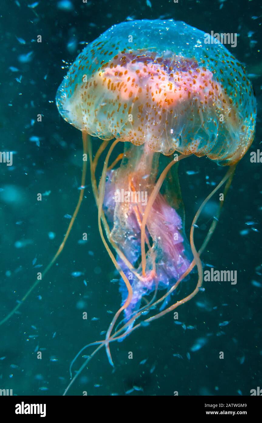 Méduses (Pelagia noctiluca) parmi le plancton , les îles Shetland, Ecosse. Banque D'Images