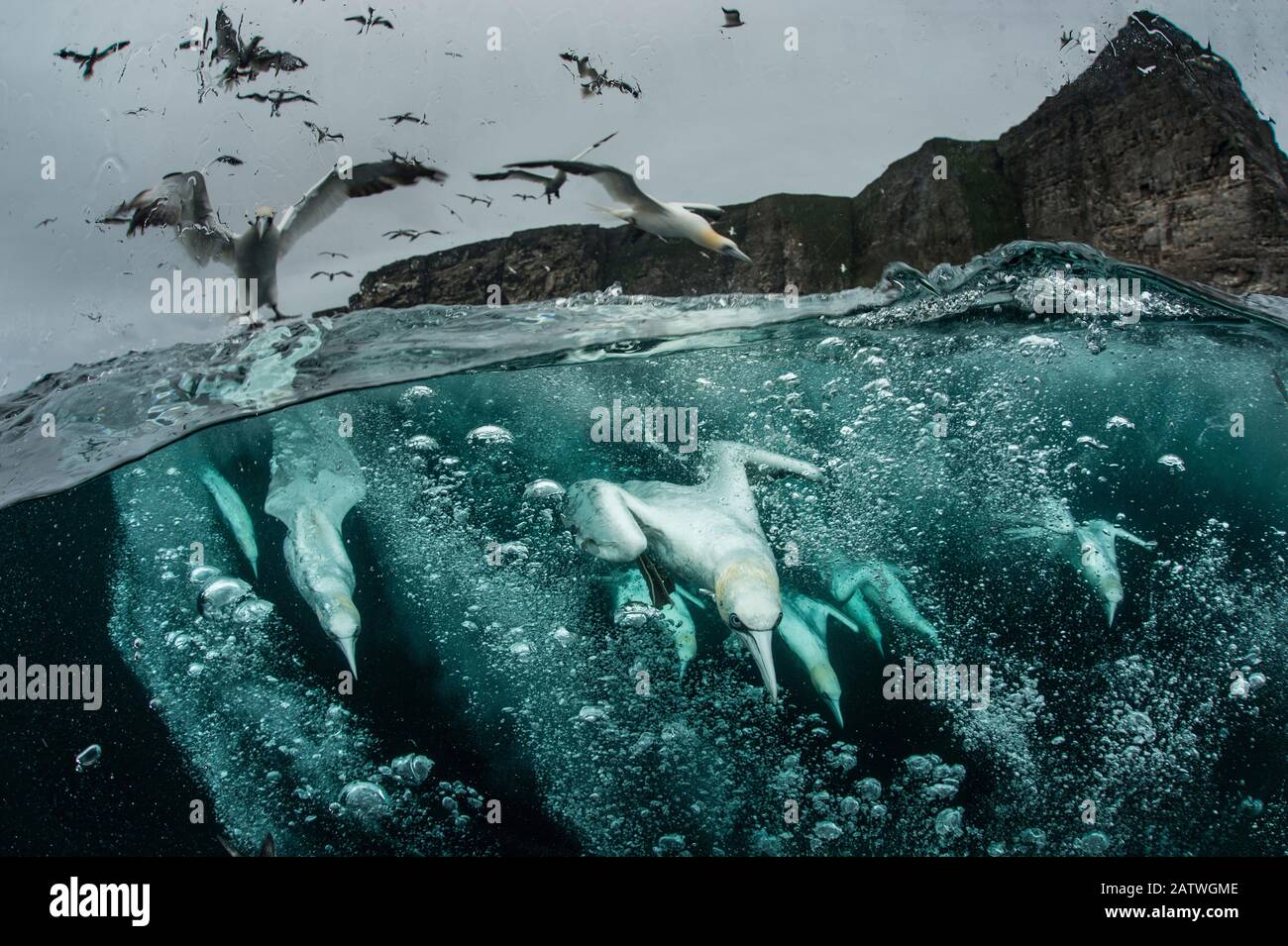 Plongée des gannets du Nord (Morus bassanus) pour le poisson, tir sur deux niveaux, Shetland, Écosse, Royaume-Uni, septembre. Banque D'Images