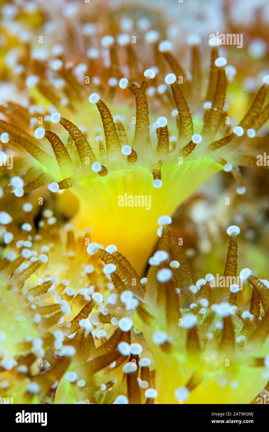 Près d'une colonie de joyaux anemones (Corynactis viridis) Ecosse, Royaume-Uni, octobre. Banque D'Images