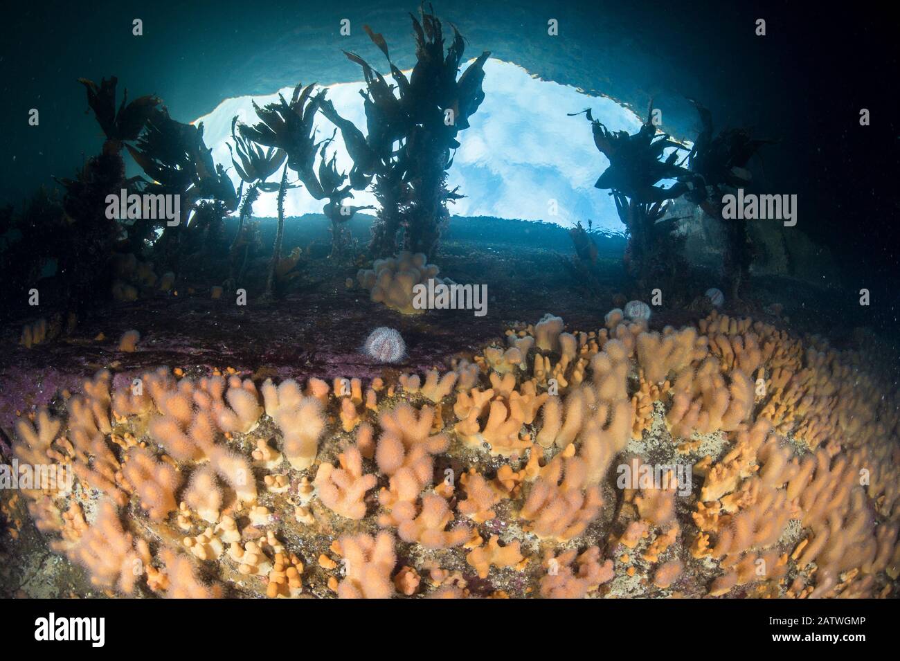 Dead mans Fingers (Alcyonium digitatum) sur un récif rocheux avec vue sur le ciel, Shetland, Ecosse, Royaume-Uni, août. Banque D'Images