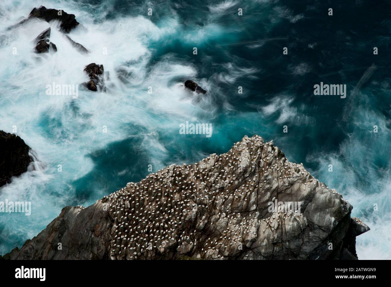 Vue aérienne des Gannets de nidification (Morus bassanus) et des mers nageantes, de l'Hermaness, du Shetland, de l'Écosse, du Royaume-Uni, octobre. Banque D'Images