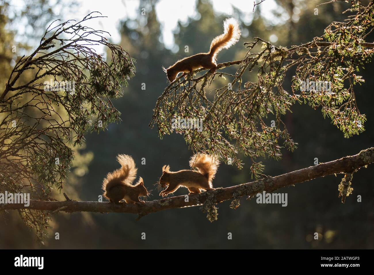 Écureuil rouge, (Sciurus vulgaris), trois animaux rétroéclairés sur la branche de pin, Cairngorms National Park, Ecosse, Royaume-Uni.May Banque D'Images