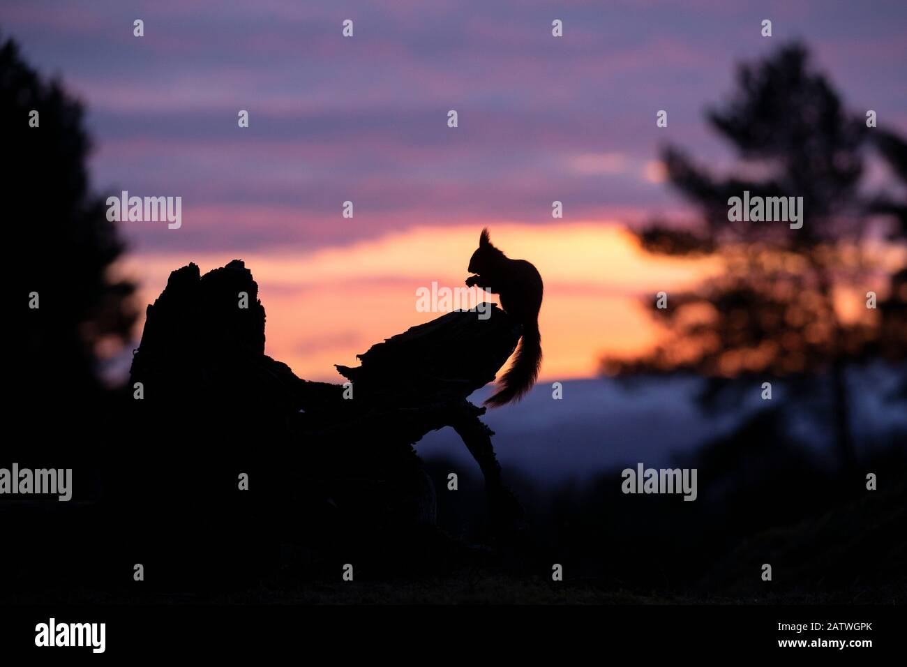 Écureuil rouge (Sciurus vulgaris), silhouetté à l'aube, Écosse, Royaume-Uni.March Banque D'Images