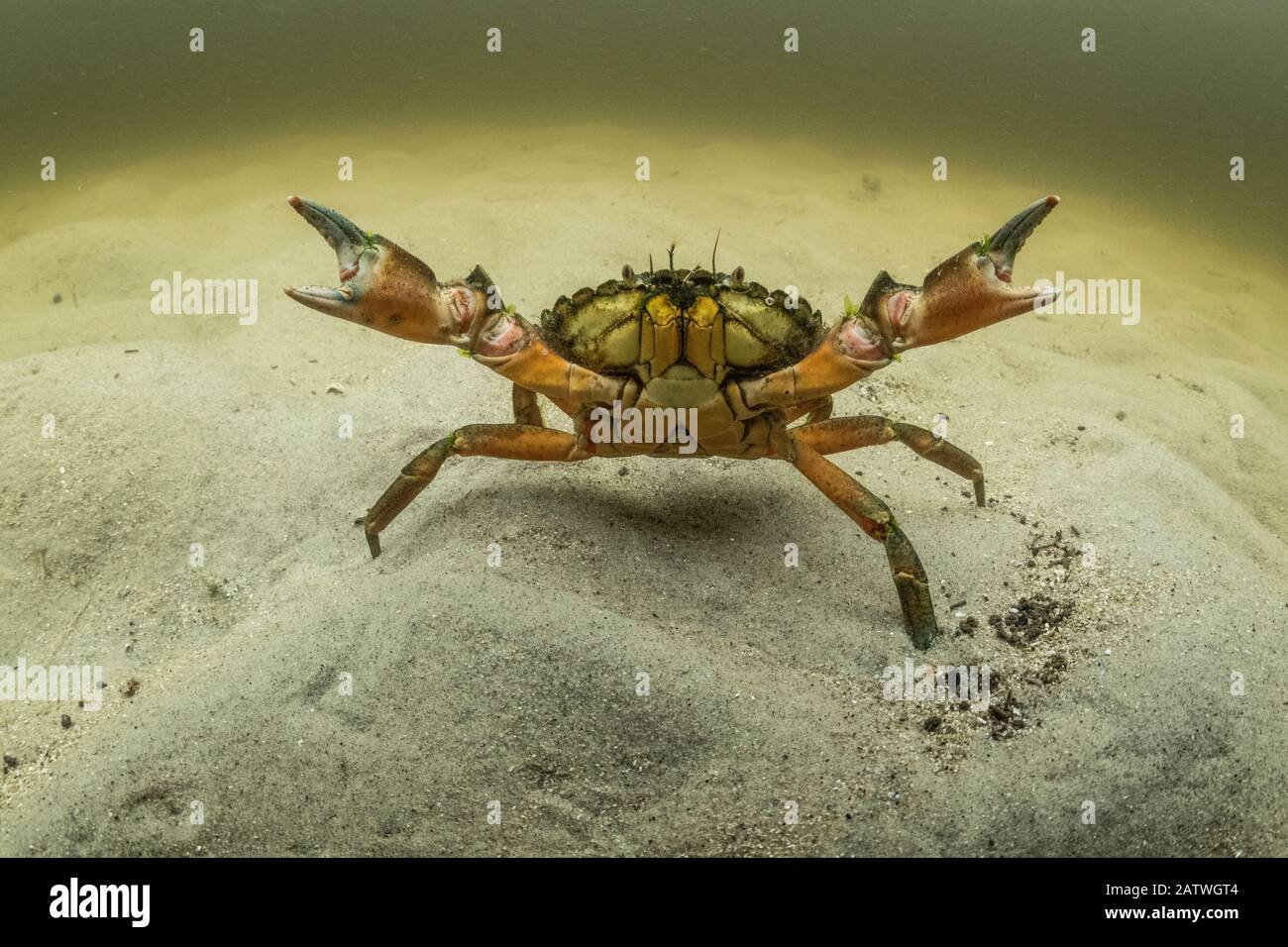 Crabe Vert Banque D Image Et Photos Alamy Crabe Vert Banque D Image Et Photos Alamy