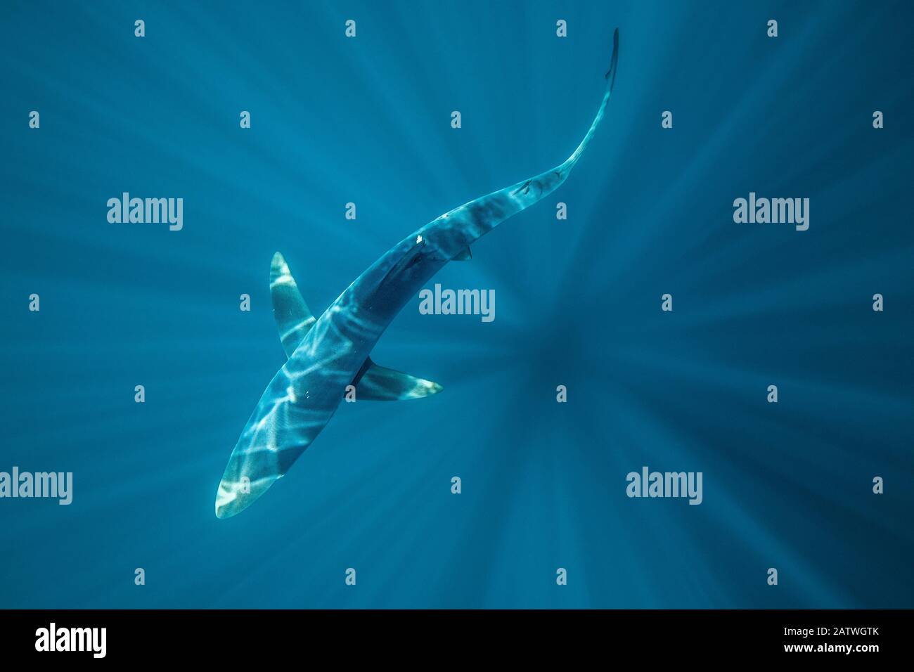 Vue aérienne d'un requin bleu (Prionace glauca) au large de Halifax, Nouvelle-Écosse, Canada. Juillet. Banque D'Images