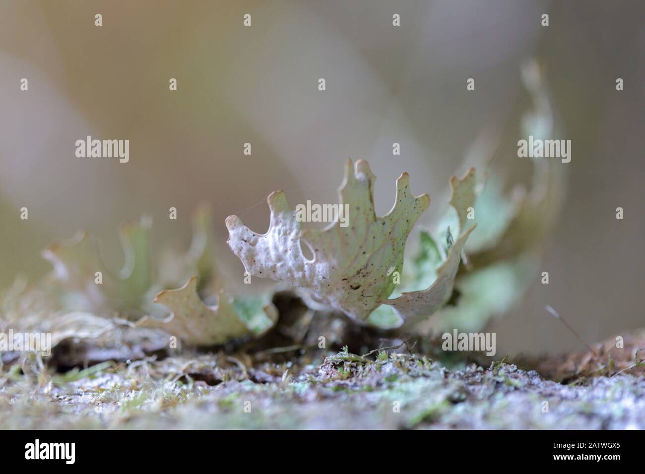 Lobaria pulmonaria, chêne ou herbe de lichens rares dans la première forêt de hêtres qui poussent sur l'écorce des vieux arbres Banque D'Images