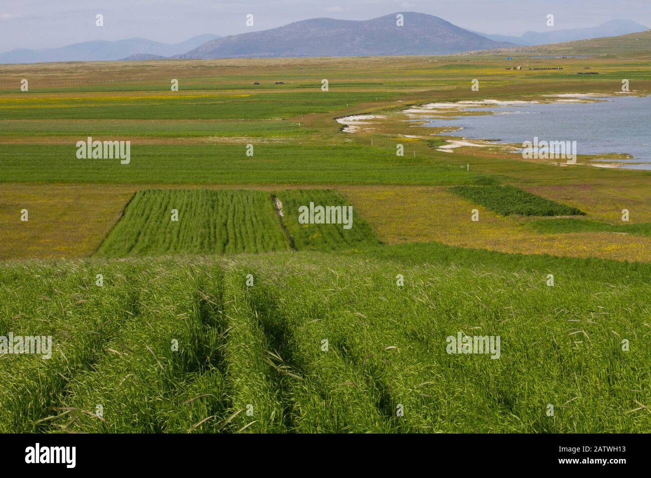 Bandes d'avoine noire cultivée (Avena strigosa) , cultivées par des crofters, qui créent le sillage et le nourrissent à leur bétail en hiver. Berneray, Uist Nord, Écosse, Royaume-Uni, Juillet. Banque D'Images