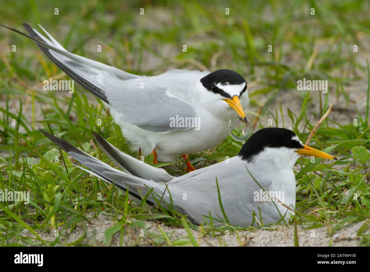 Deux Petits sternes (Sterna albifrons) au nid parmi l'avoine noire (Avena strigosa) qui pousse sur des sables riches en coquillages Machair, North Uist, Scotland, Royaume-Uni, juin. Banque D'Images