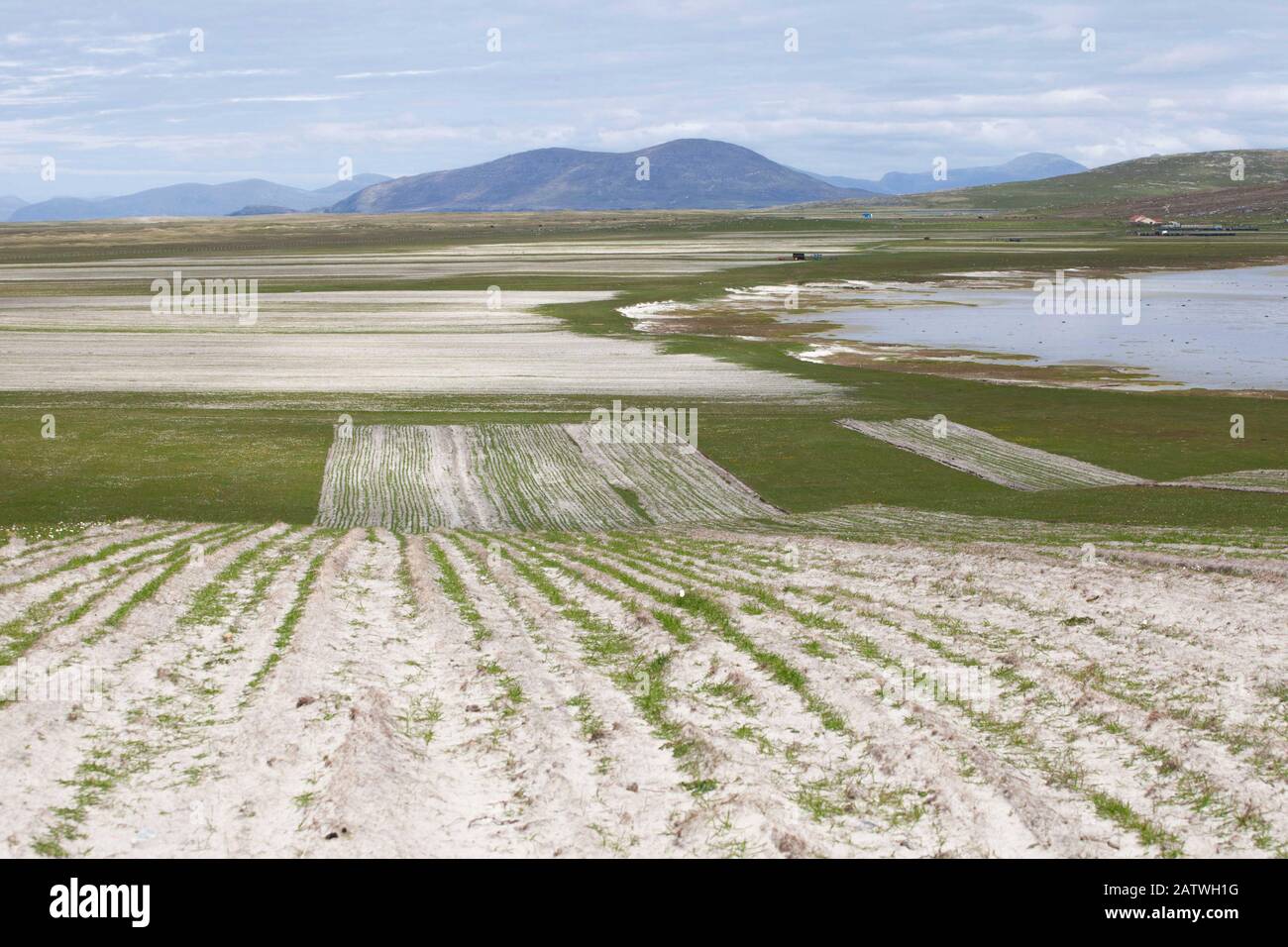 Séquence de bandes de Machair cultivé avec de jeunes pousses d'avoine noire (Avena strigosa) poussant à travers le sable. North Uist, Écosse, Royaume-Uni, Juin. Banque D'Images