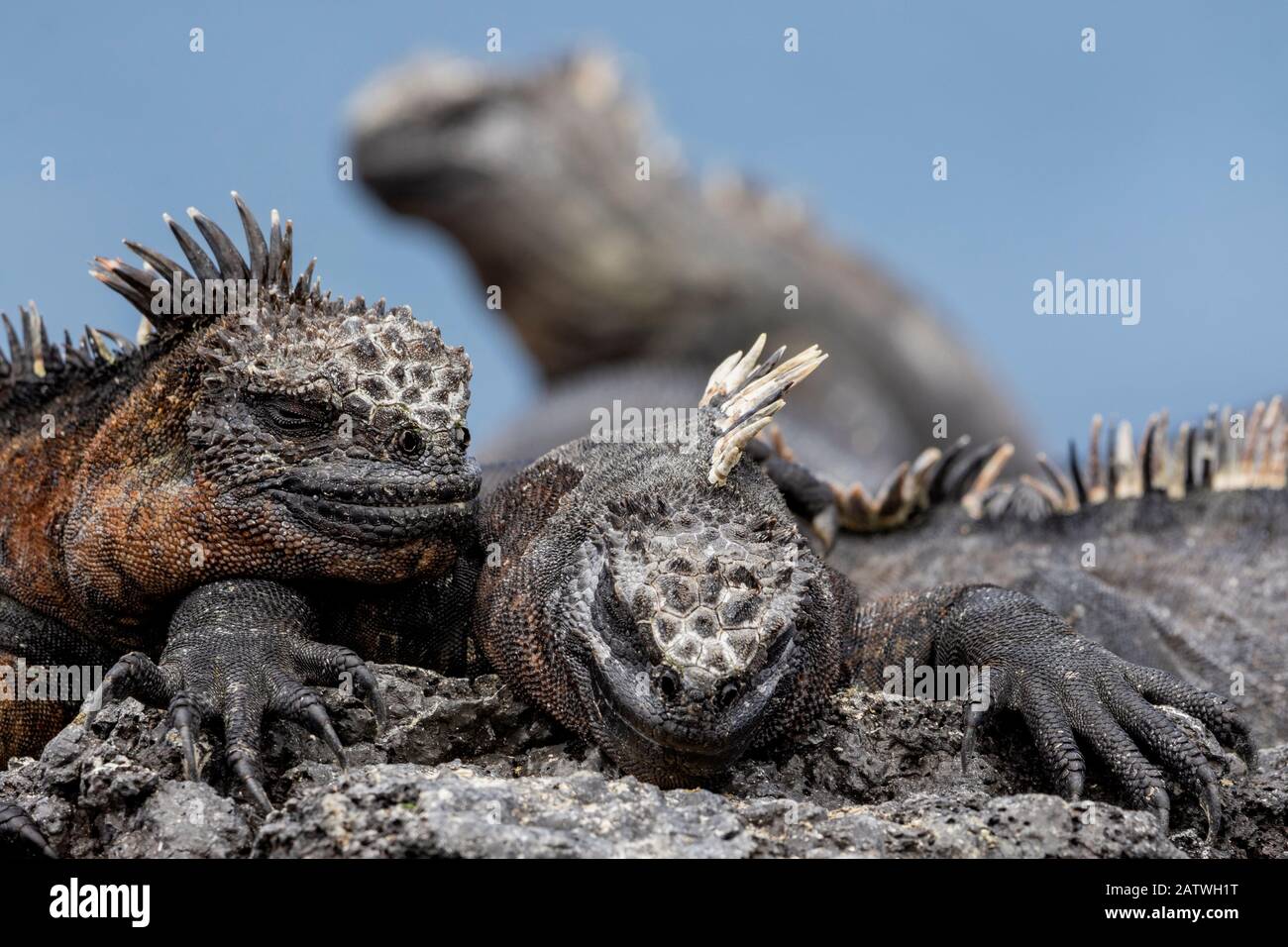 Les Iguanes marines (Amblyrhynchus cristatus) se basient. Île Fernandina, Îles Galapagos. Banque D'Images