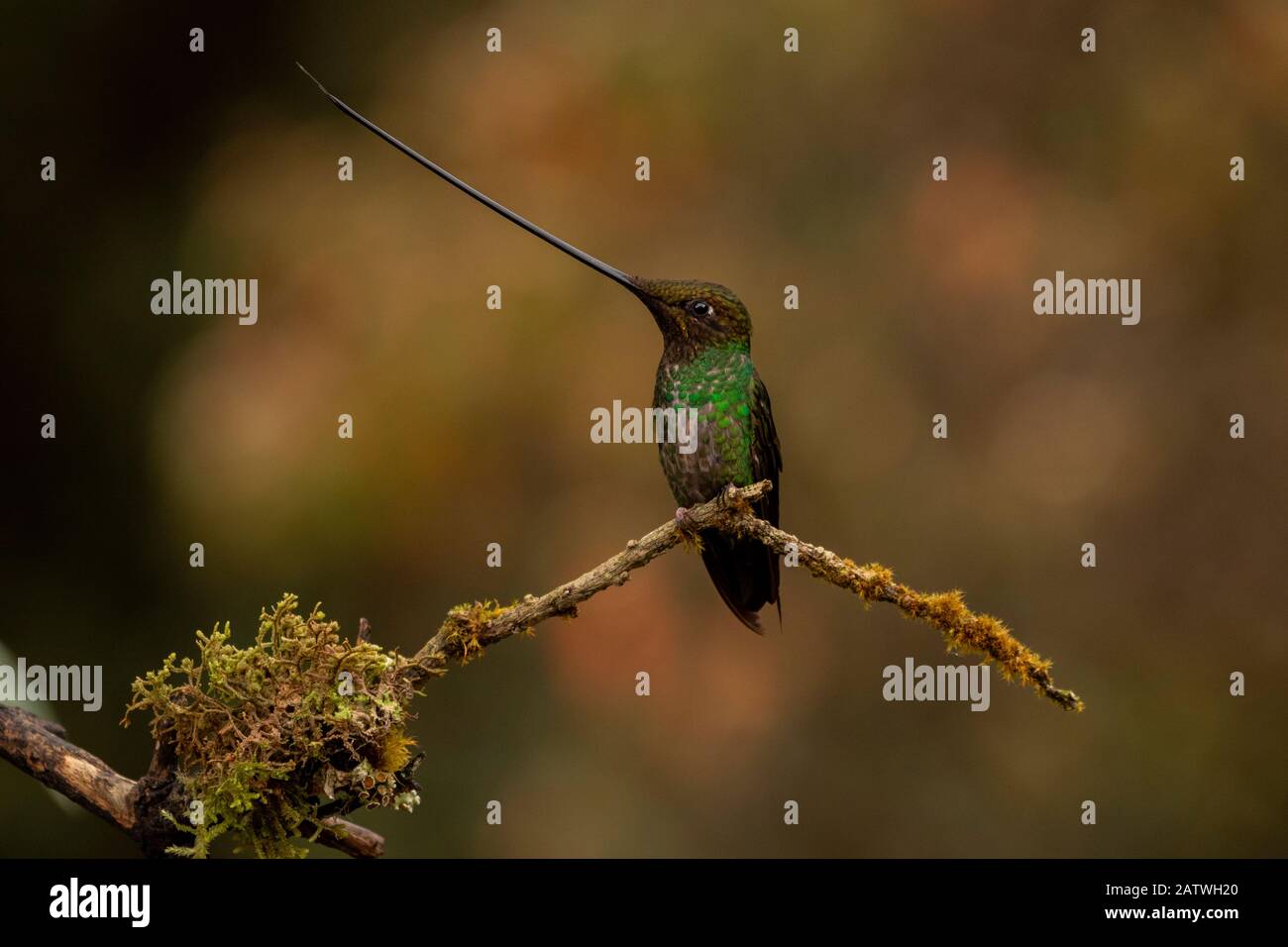 Colibri à bec d'épée (Ensifera ensifera) Yanacocha, Pichincha, Équateur Banque D'Images