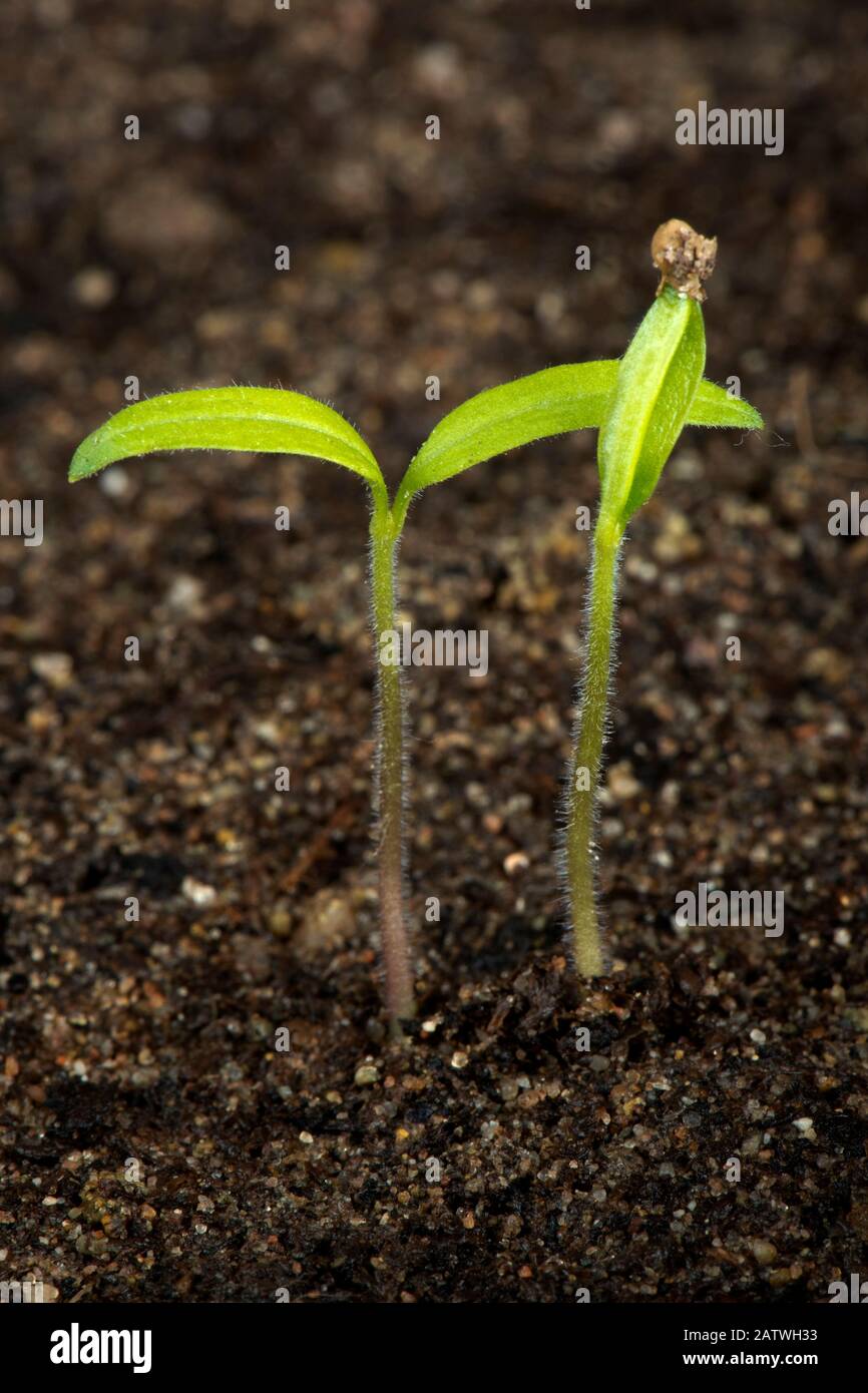 Les jardiniers adorent, les semis de tomates cerises ont germé avec des cotylédons au-dessus du sol Banque D'Images