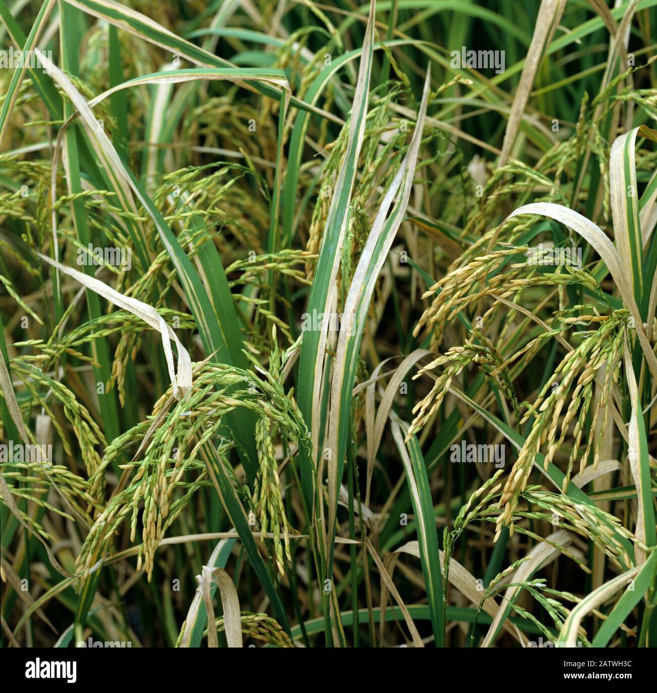 Lésions de la maladie de la brûlure bactérienne (Xanthomonas oryzae pv oryzae) sur la culture du riz (Oryza sativa), Luzon, Philippines Banque D'Images