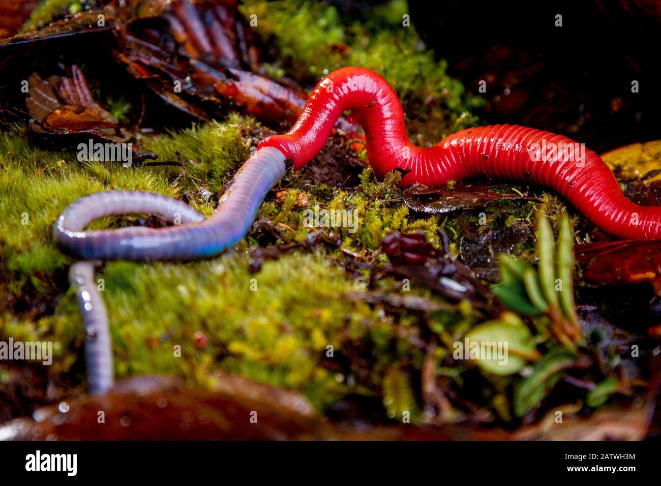 Kinabalu Leech rouge géant (Mimobdella buettikoferi) se nourrissant du ver de terre géant Kinabalu (Pheretima darnleiensis), du mont Kinabalu, Bornéo. Banque D'Images