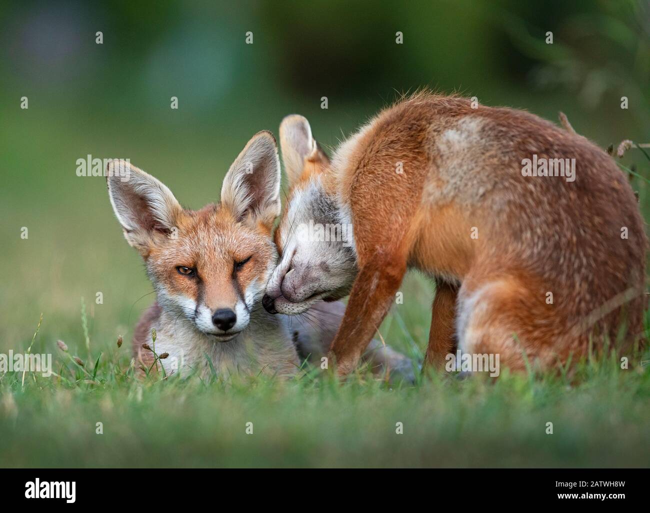 Chien renard rouge (Vulpes vulpes) en interaction avec un vixen dans un jardin urbain. North London, Royaume-Uni. Juillet. Banque D'Images
