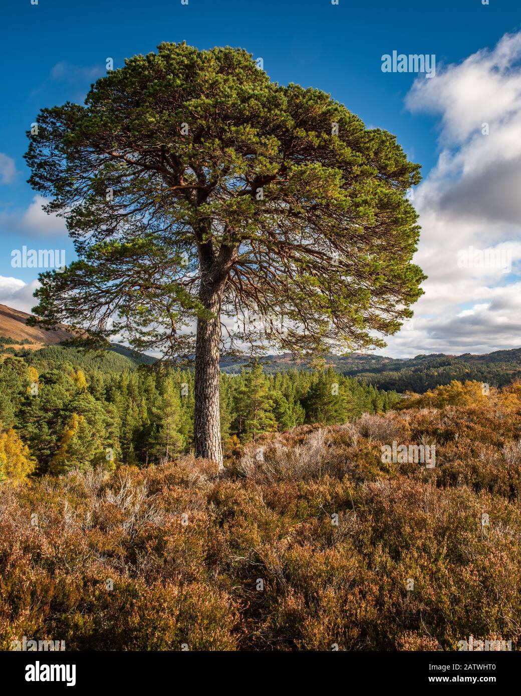 Glen Affric l'étonnant paysage est la combinaison parfaite de pinèdes, ses lacs, rivières et montagnes, il est peut-être le plus beau glen dans Scotlan Banque D'Images