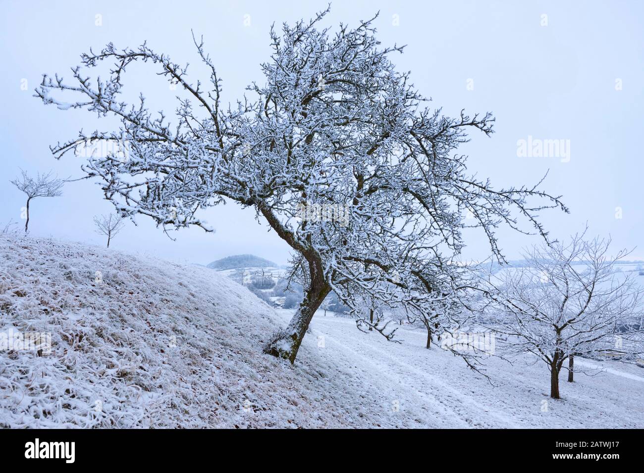 Arbres de pomme sur prairie en hiver. Bavière, Allemagne .. Banque D'Images