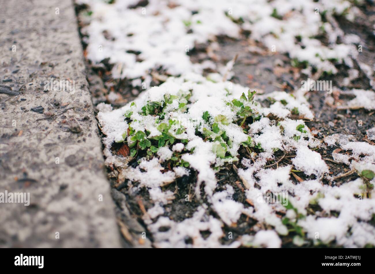 L'herbe verte de la sulen filtrée qui pousse dans la neige sur un champ en hiver avec une brousse en arrière-plan, vue à faible angle, espace de copie. Concept de printemps précoce. Banque D'Images