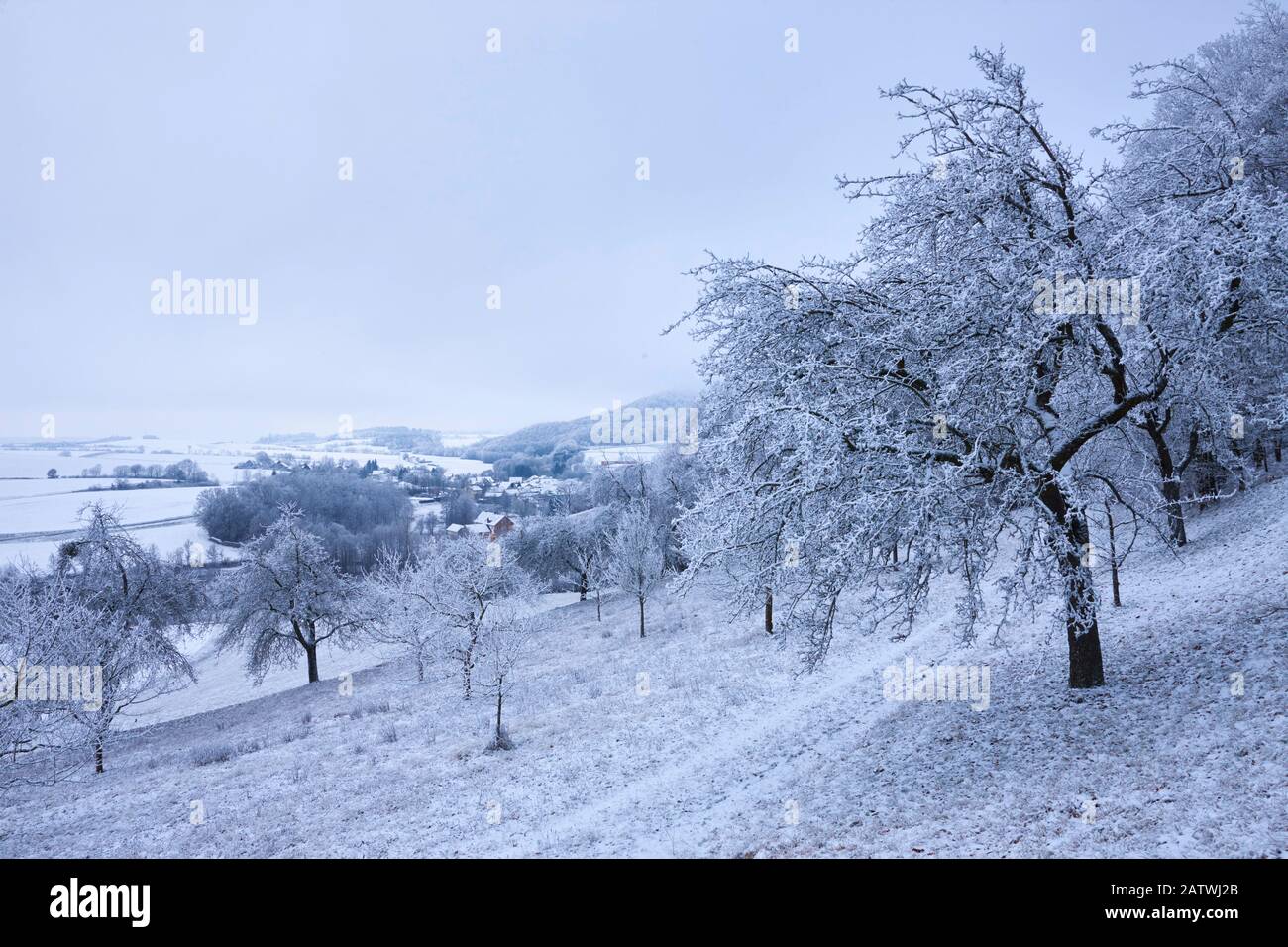 Arbres de pomme sur prairie en hiver. Bavière, Allemagne .. Banque D'Images