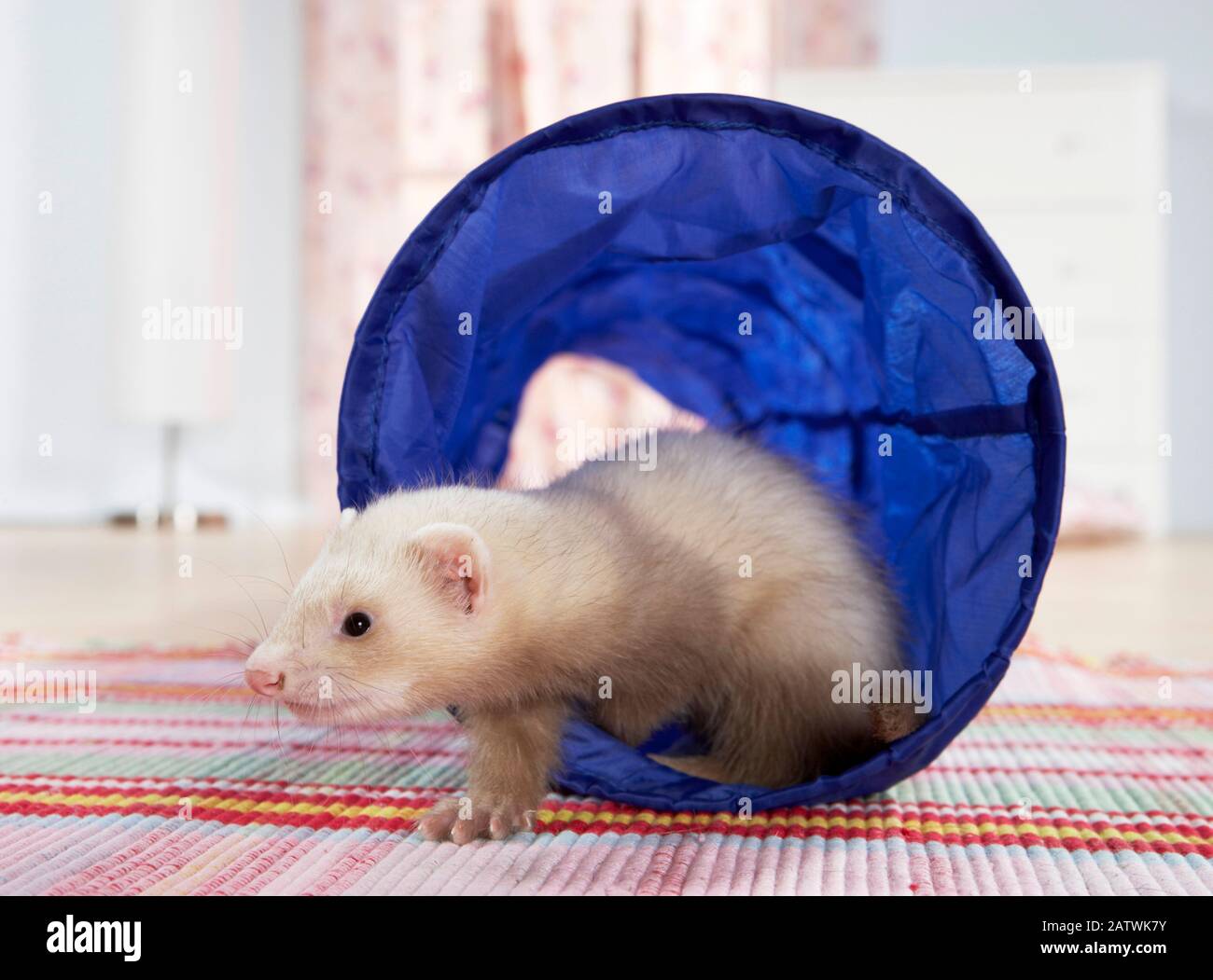 Ferret (Mustela putorius furo). Jeune (8 semaines) sortant d'un tunnel de jeu. Allemagne Banque D'Images