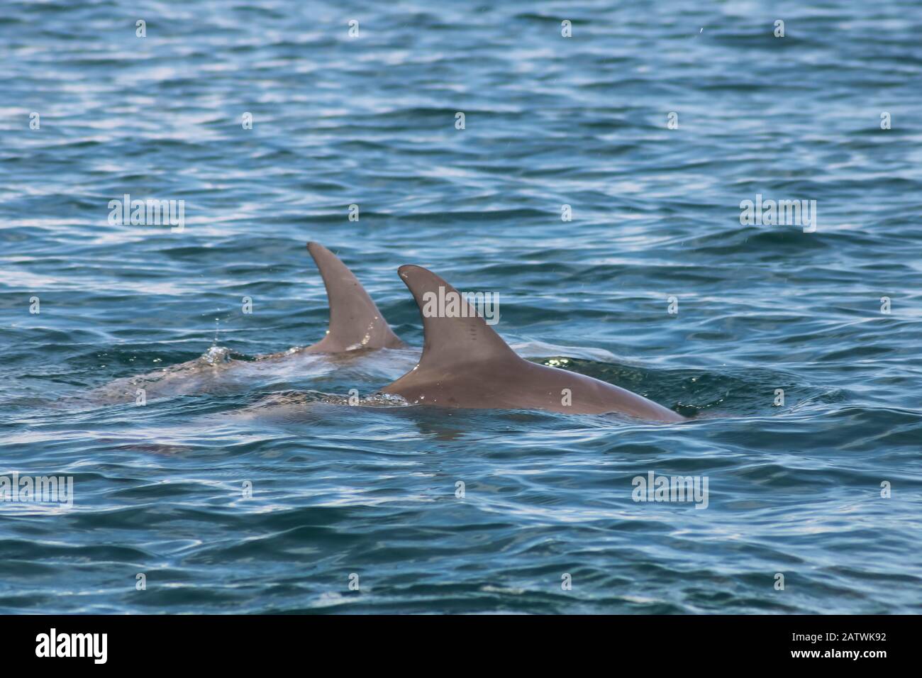 groupe de dauphins naissant dans la mer Banque D'Images