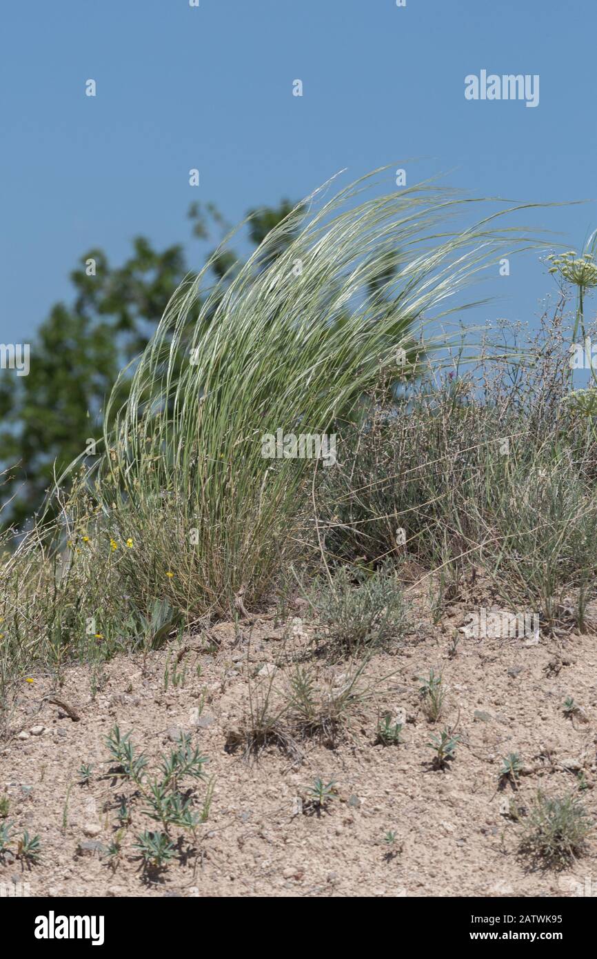 Plante rare Stipa capillaires, connue sous le nom de plume, aiguille, herbe de lance dans la steppe. Photo macro. Cappadoce, Turquie Banque D'Images