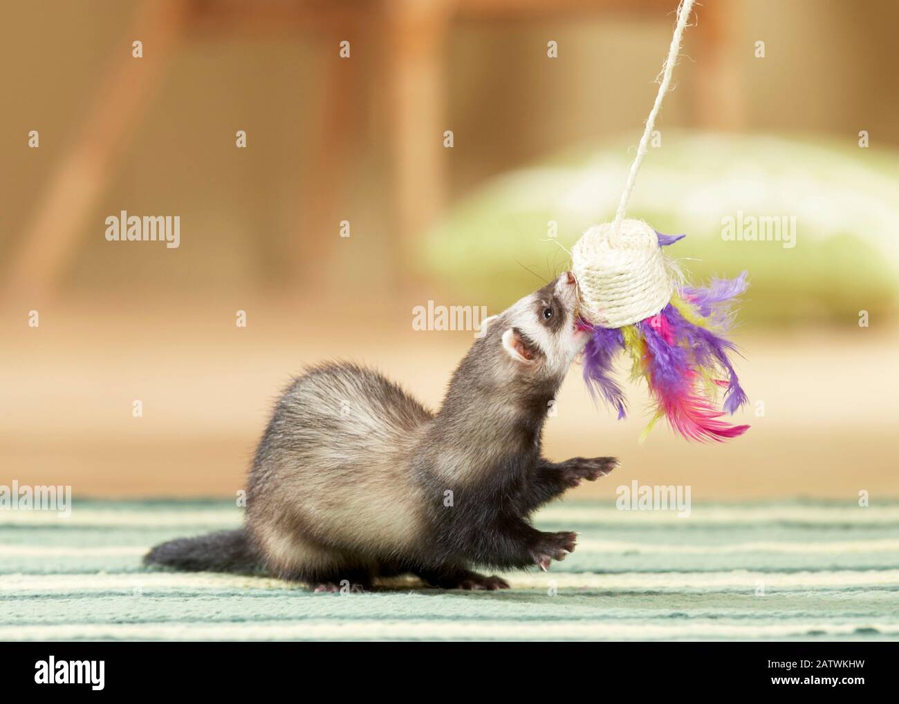 Ferret (Mustela putorius furo). Jouer avec un jouet en plume. Allemagne Banque D'Images