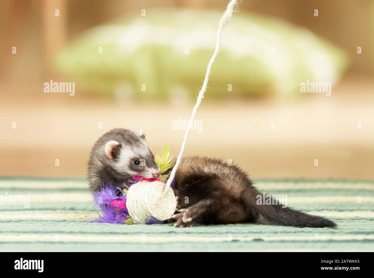 Ferret (Mustela putorius furo). Adulte jouant avec un jouet en plume. Allemagne Banque D'Images