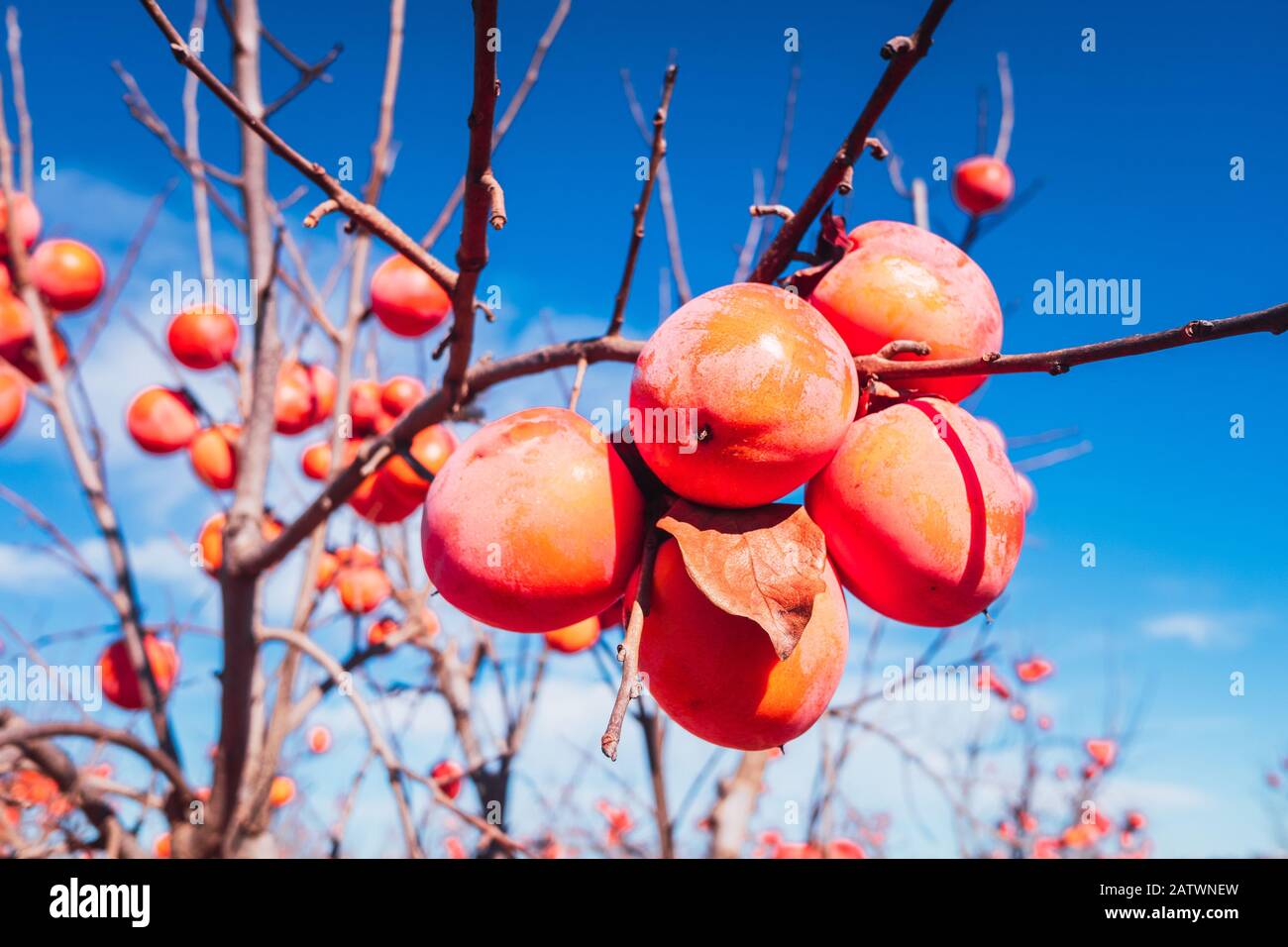 Diospyros kaki, de la variété Persimon, mûr sur une branche d'arbres dans une plantation à Valence, en Espagne. Banque D'Images