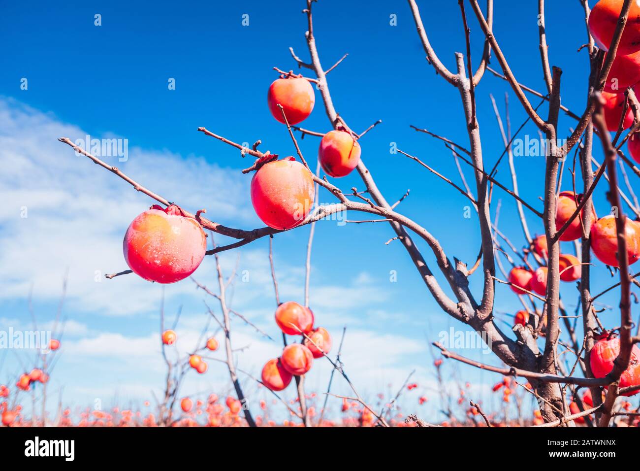 Kakis sur la branche d'un arbre, orange au soleil, suspendu de la branche d'un arbre. Banque D'Images