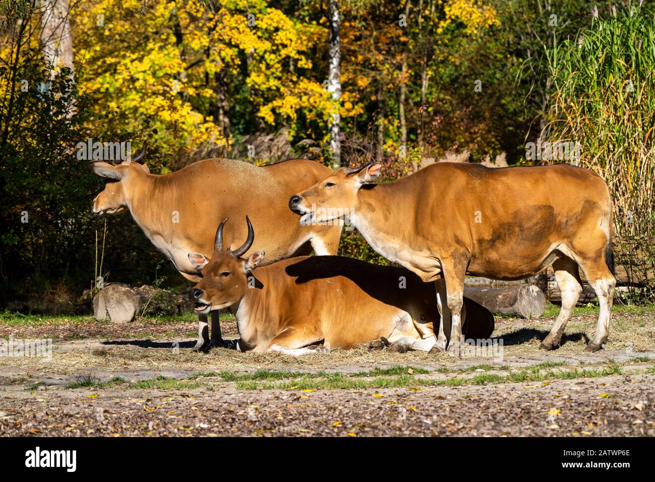 Banteng, Bos javanicus ou Red Bull est un type de bétail sauvage. Banque D'Images
