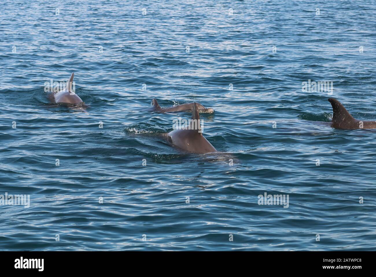 groupe de dauphins naissant dans la mer Banque D'Images