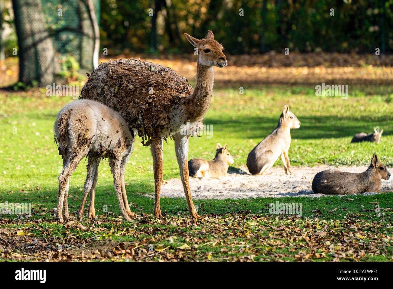 Les vigognes Vicugna vicugna,, des proches de la llama Banque D'Images