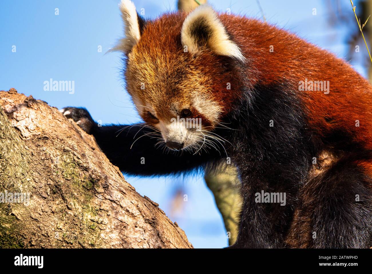 Le petit panda, Ailurus fulgens, aussi appelé le moindre panda. Banque D'Images