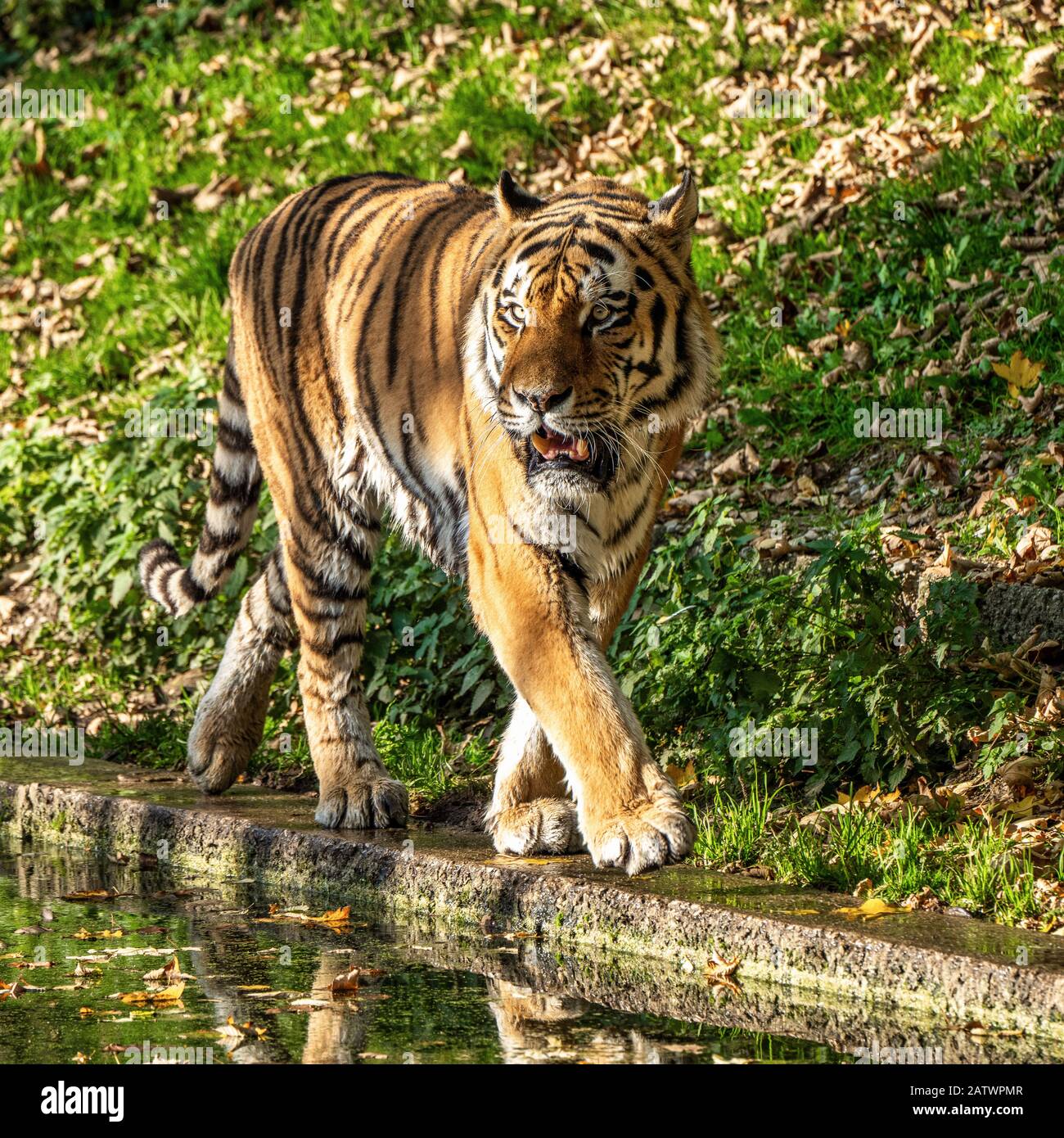 Le tigre de Sibérie, Panthera tigris altaica dans le zoo Banque D'Images