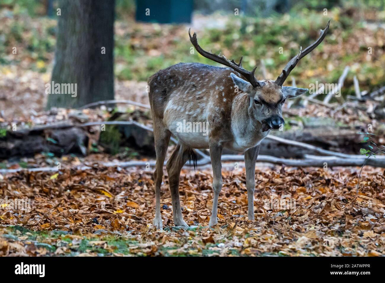 Le daim, Dama mesopotamica est un mammifère ruminant Banque D'Images