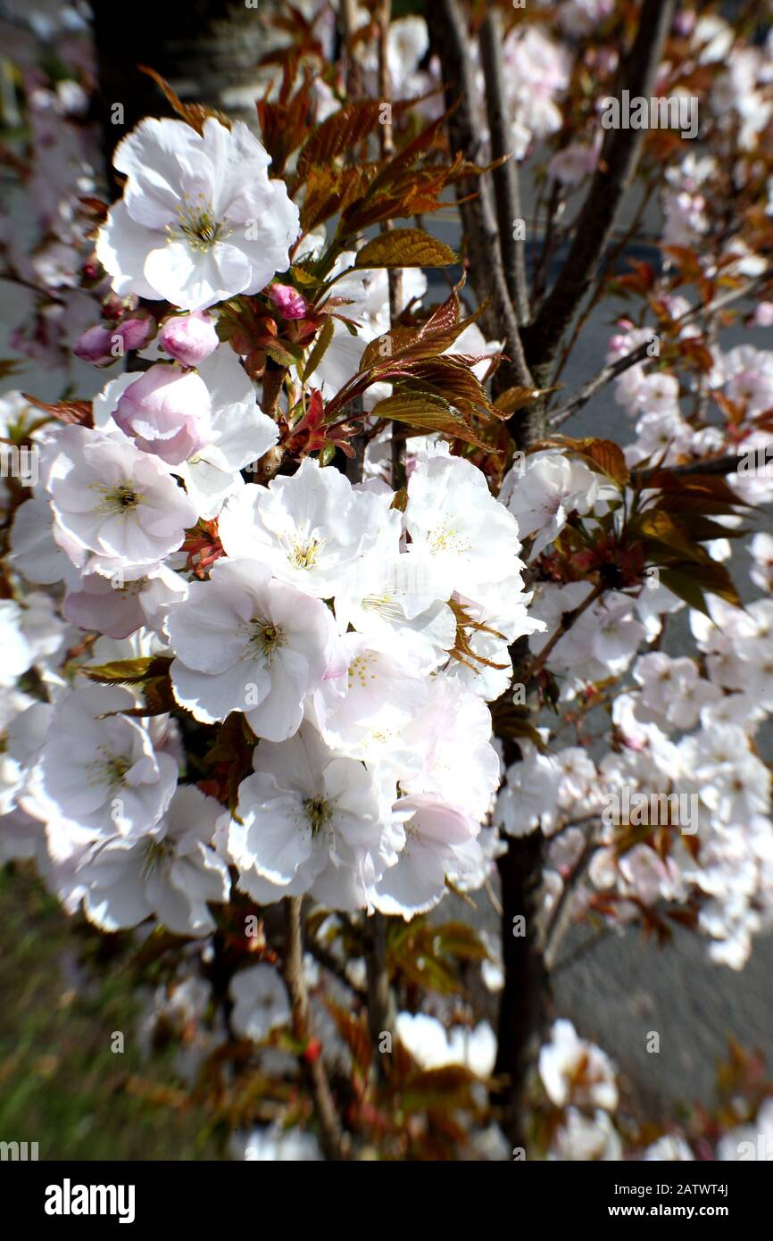 Les abeilles ouvrières planent autour d'une boîte à oiseaux qui a été prise en charge pour la nidification Banque D'Images