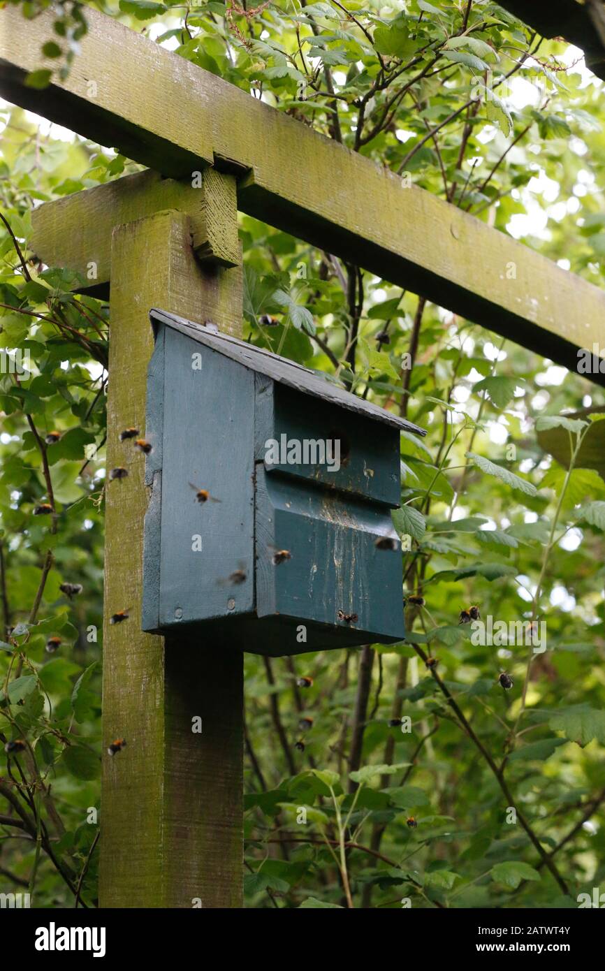 Les abeilles ouvrières planent autour d'une boîte à oiseaux qui a été prise en charge pour la nidification Banque D'Images