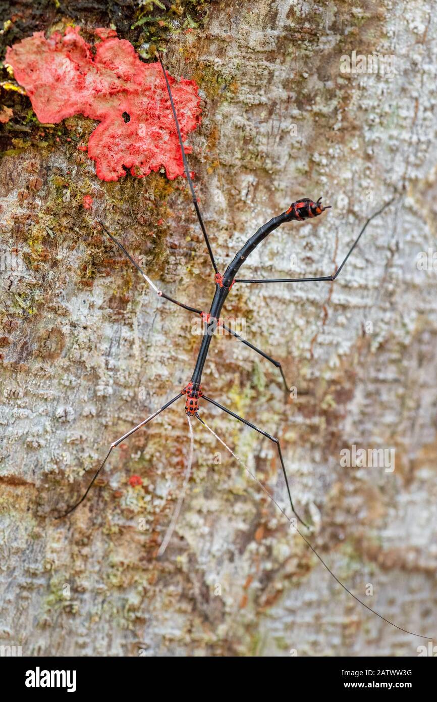 Bâton de marche - Oreophoetes perana, un insecte bizarre spécial des forêts d'Amérique du Sud, des pentes andines orientales, pavillon Sumaco sauvage, Équateur. Banque D'Images