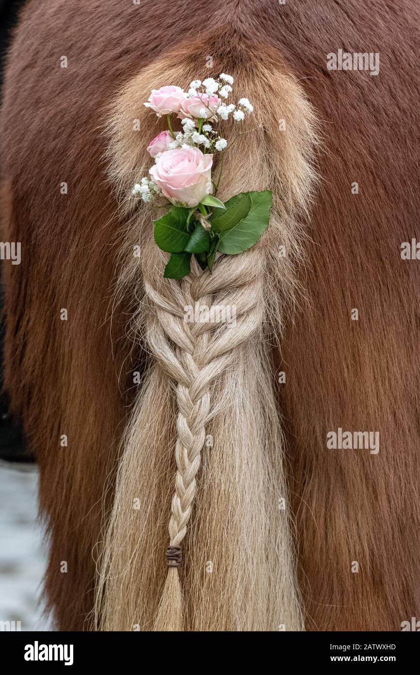 Berching, Allemagne. 05 février 2020. La queue tressée d'un cheval sur le marché du cheval Berching est décorée de roses. Le Berchinger Rossmarkt est considéré comme le plus grand festival folklorique d'hiver de l'État libre. Crédit: Armin Weigel/Dpa/Alay Live News Banque D'Images