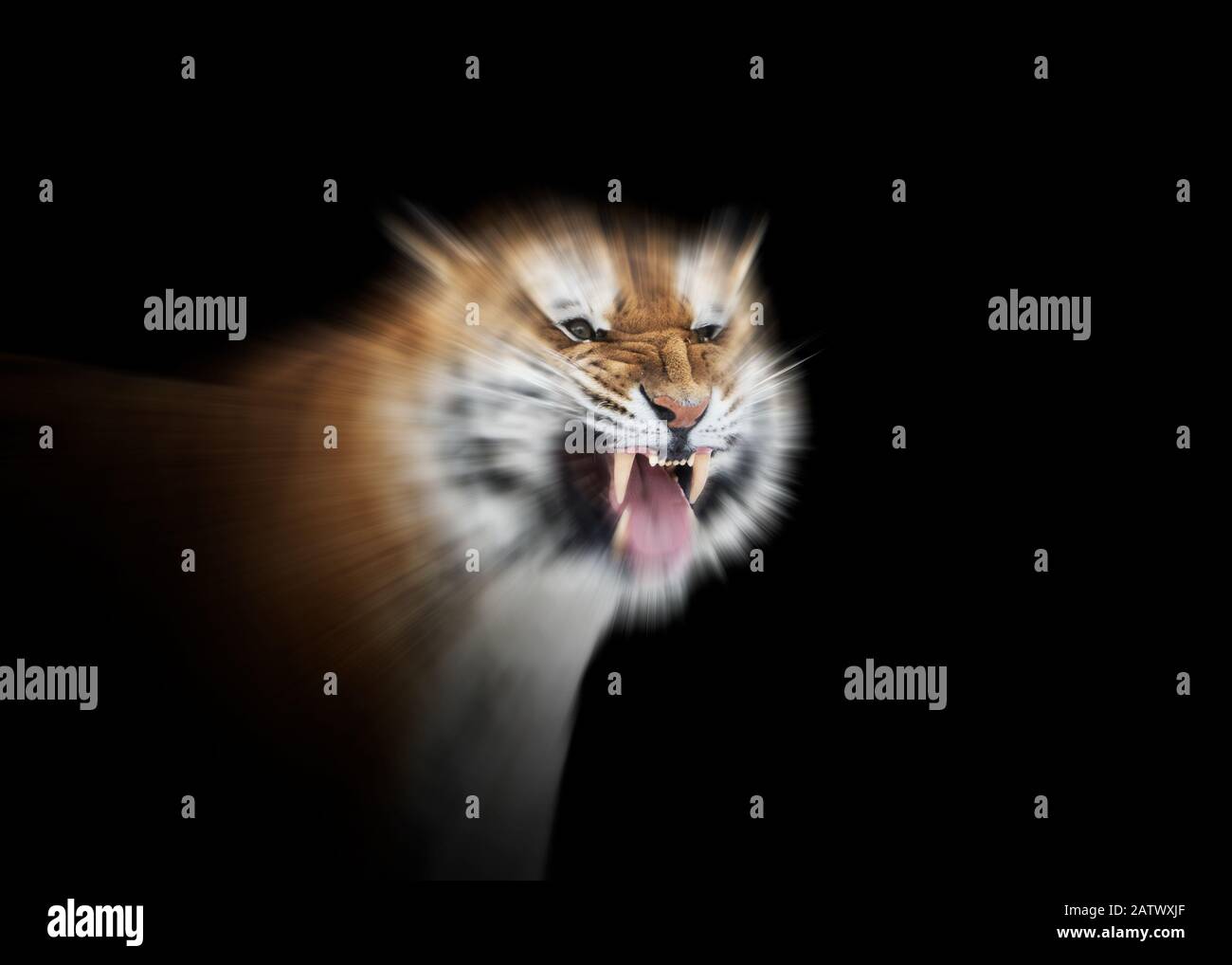 Tigre rugissant sur fond noir Banque D'Images