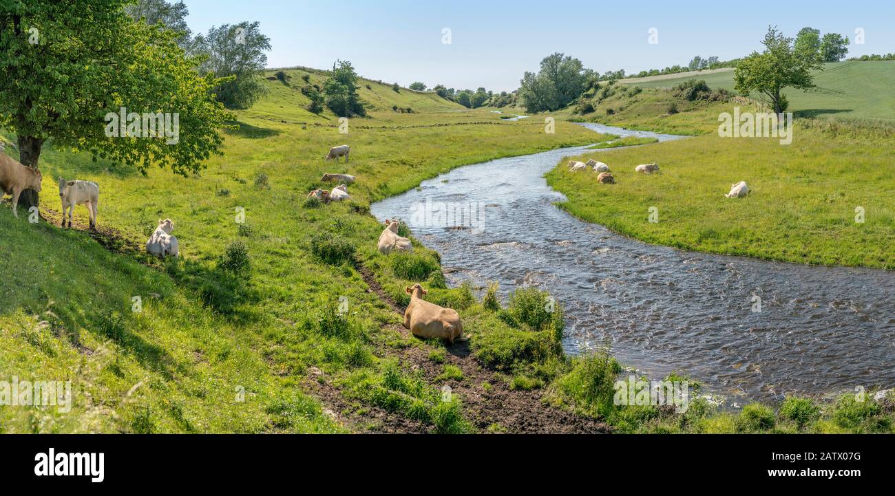 Vaches de pâturage dans un beau paysage pastoral par une petite rivière, Osterlen, Skane, Suède. Scandinavie. Banque D'Images