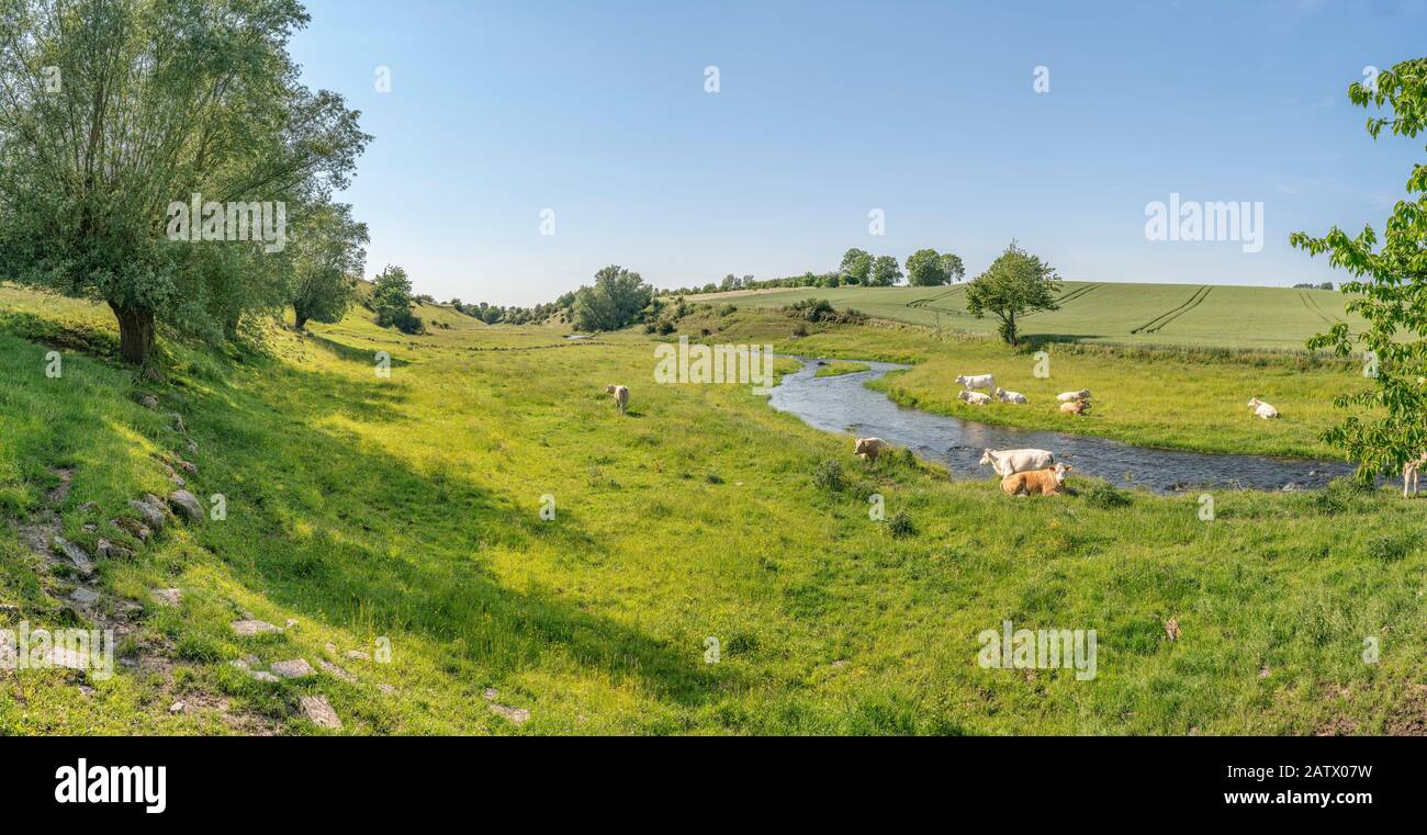 Vaches de pâturage dans un beau paysage pastoral par une petite rivière, Osterlen, Skane, Suède. Scandinavie. Banque D'Images