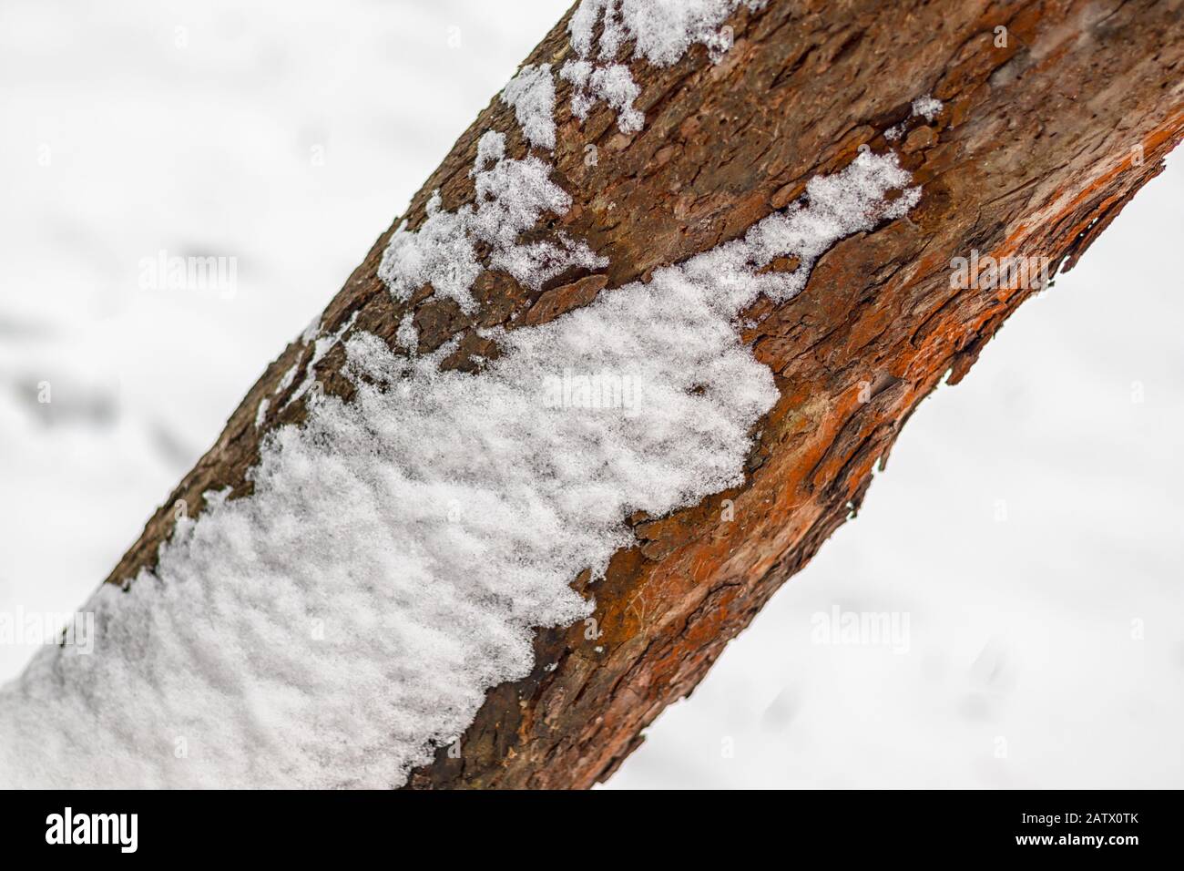 neige blanche sur un tronc d'arbre en hiver, neige en arrière-plan Banque D'Images
