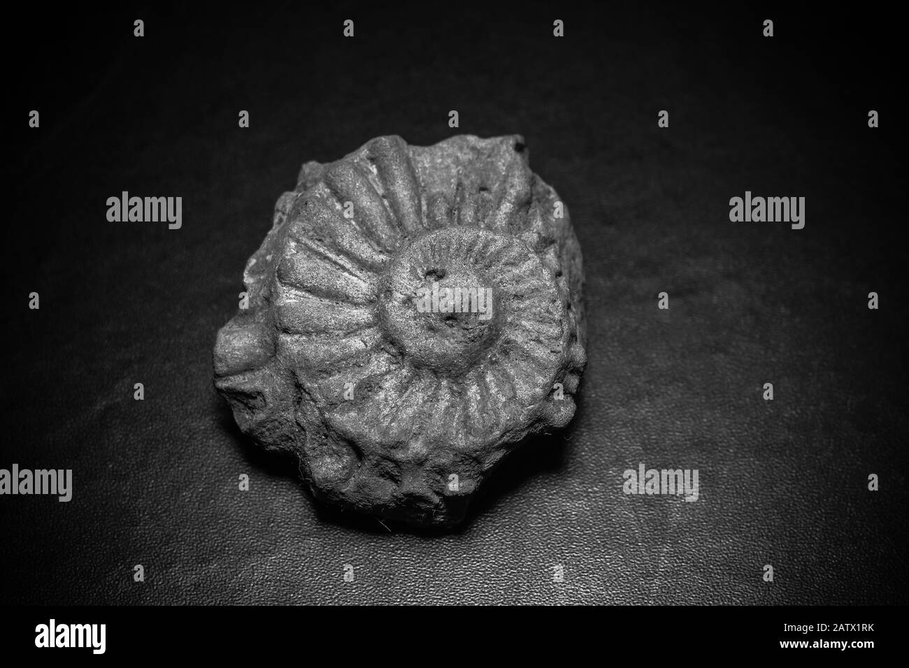 Ancienne macro de coque, fossilized seashell comme fond grunge. Banque D'Images