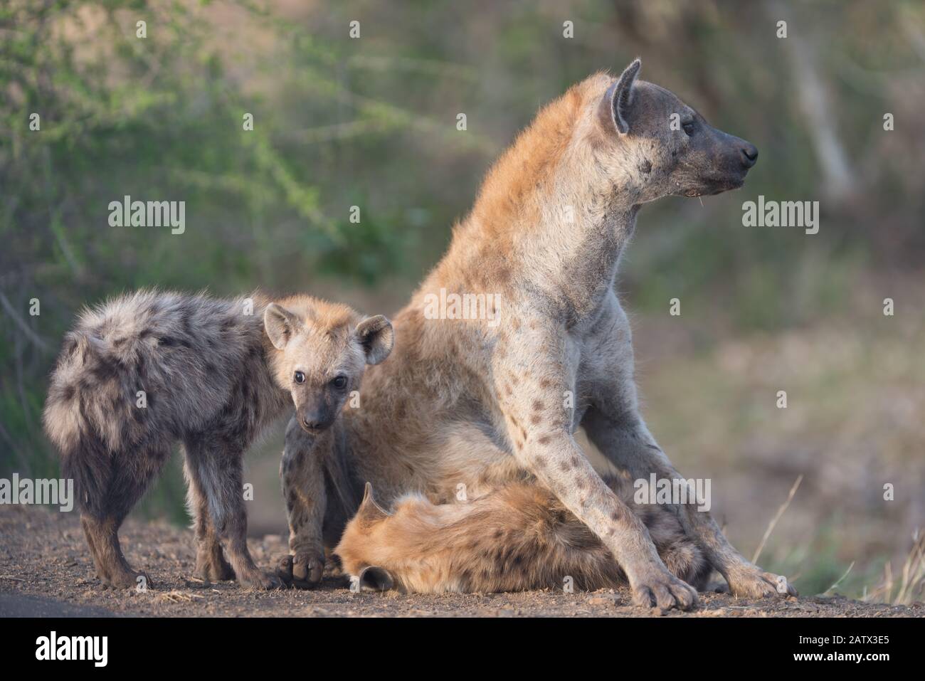 Chiot Hyena dans le désert africain Banque D'Images