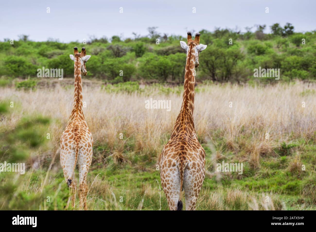 Deux girafes s'élevant au-dessus des prairies environnantes dans la Réserve de gibier privée de Nambiti (Kwazulu Natal, Afrique du Sud) Banque D'Images